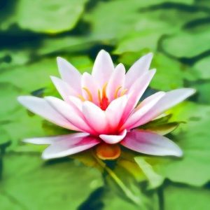 bijoux fleur de lotus et leur signification